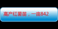 高产红薯苗，一亩8424西瓜大棚利润多少（山芋苗怎么栽）